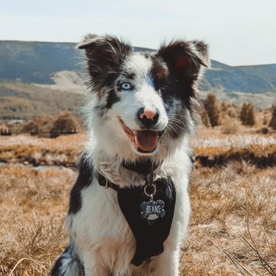 🐶 Blue Merle Border Collie 🐶
🐾 Frisbee is life 🐾
💙 Heterochromia 🤎