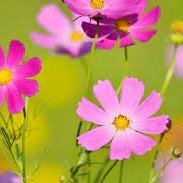 R89937726's profile picture. OLで海外旅行がだいすき💛温泉巡りもすきです♨旅行にいく資金をためたくてFX始めました✨株も気になっています☺