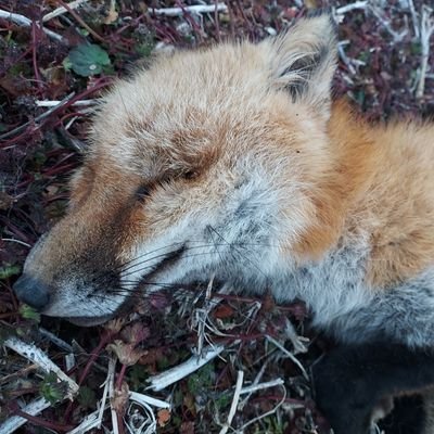 DeadFoxxFarm Profile Picture