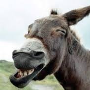 Donkey life and Bitcoin addicted