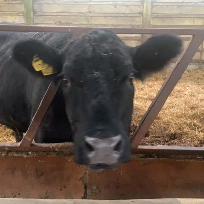 mills385's profile picture. 