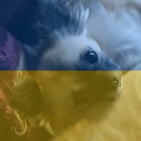 Decal 🏳️🌈 (@derdecal) 's Twitter Profile