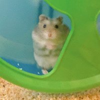 λ§λπΉπ₯μ μΈκ° (@mandoo_ham) 's Twitter Profile