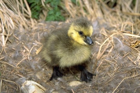 hatchlingbird's profile picture. #Follow me as I Recreate P.D. Eastman's Are You My Mother? with tweets.

I'm looking for my #mother.