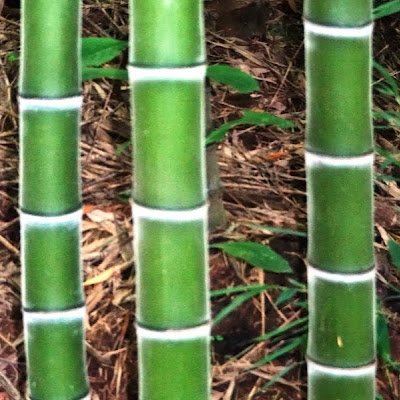 KitilF's profile picture. Biotechnology initiatives @kitilfarm in  coffee tissue culture, Pyrethrum, pineapple, and casava, among others