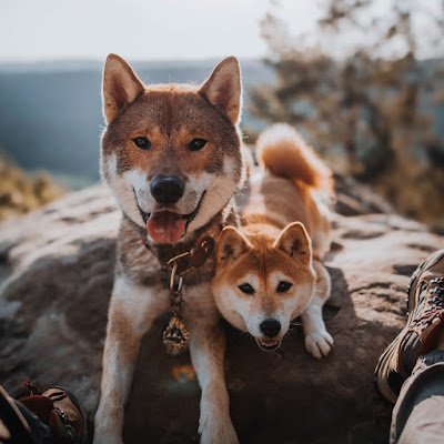 A shiba Inu and a Shikoku Ken roaming through Europe. Training, Traveling, Hiking. ひきろ  &  熊