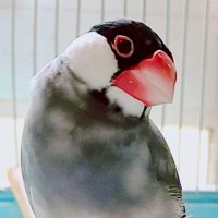 でらぴょん (@akiraderapyon) 's Twitter Profile