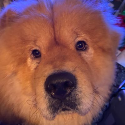 Hazhanseeps's profile picture. Husband, father, Cymro, civil engineer. No point following me, I’m here for the view (and the LFC score).