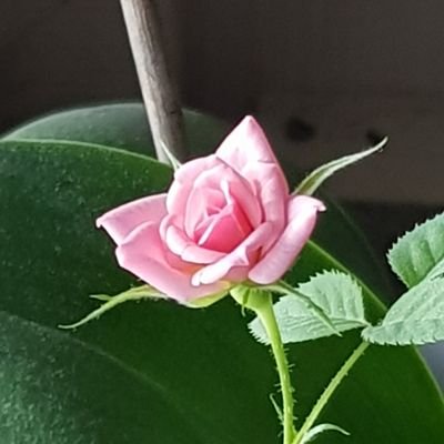 bruksgatan's profile picture. H&M designer