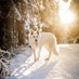 Whitewanne.shepherd (@whitewanne) Twitter profile photo Whitewanne.shepherd (@whitewanne) Twitter profile photo