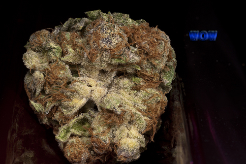nugphoto's profile picture. The only Fine Art marijuana photos on the web. Nugs, trichomes, concentrates, extracts, and plants. 
Out of this world cannabis photos.    http://t.co/OZYUvv2V