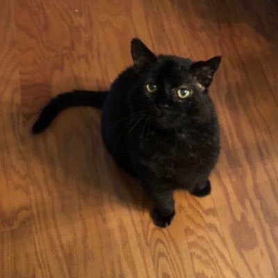 constantimage's profile picture. 📖 Bookstore owner: @WickedBooks 🐰 Toy store owner: @sillybunnysalem 😺 Cat man. 💻 1st Gen web designer. 🇺🇸 Retired FedGov  ⚔️ πκφ