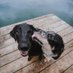 thegoodmutt (@thegoodmutt) Twitter profile photo thegoodmutt (@thegoodmutt) Twitter profile photo