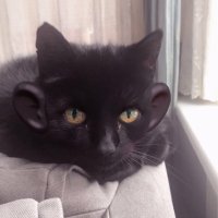 Boudewijn bos (@nthntk) 's Twitter Profile