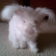 My name is Slipper. I'm a blue-eyed white English angora rabbit. Yes, I'm real. Please stop staring.