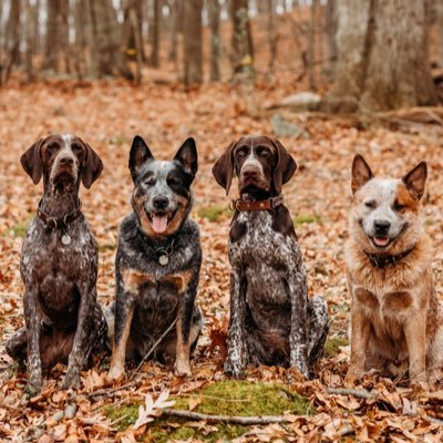 🌲 Kasie Rae + 5 wild pups • Our crazy life in the woods. Tucker, Abby, Cody, Gus + Lexie • @northbounddogco