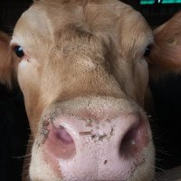 Perth County Beef Farmers(@BeefPerth) 's Twitter Profile Photo