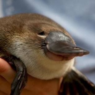 azzarek's profile picture. Uwierz w plan kaczysto