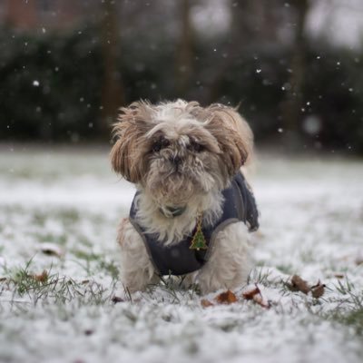 The 16 year old Shih tzu living his best life 🤍