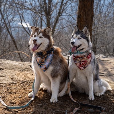 Two Siberian huskies living with their millennial mom and adventuring through life with her.