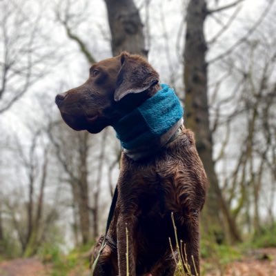 Steel the Sprockerdor, Labrador in body, Spaniel in brain. Follow me and my hoomum on our adventures