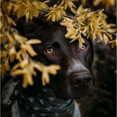 4 year old GSP and her human exploring the Northeast and beyond // 37K on Instagram @ adventures.with.willow // travel, lifestyle and product photography 📸