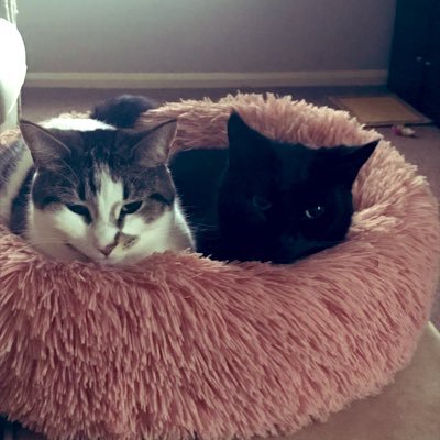 ClareFreestone's profile picture. Executive Assistant to CMO, London MD, Chief Pharmacist and Financial Viability. Charity raiser. Mentor & minute taking guide. Animal lover. Pronouns she/her.
