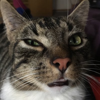 Miver91's profile picture. Complete idiot.