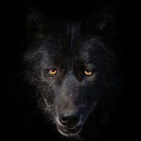 Mr. Wolf (@man_meets_wolf) 's Twitter Profile