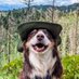 Bandit (@basicallybandit) Twitter profile photo Bandit (@basicallybandit) Twitter profile photo