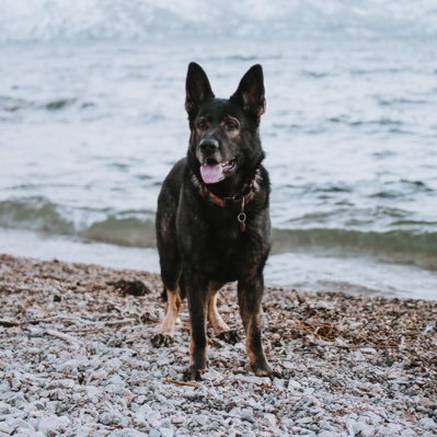 athos | czech/ddr gsd | a mix of chaos, and art, and a girls best friend | kelowna based