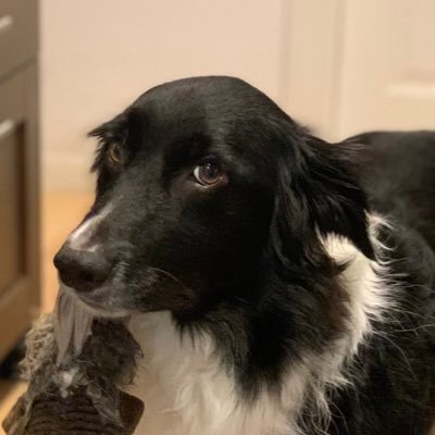 I’m a Border Collie named Bear that loves Marketplace from APM for some reason and thinking of starting my own Kai Ryssdal fan club.