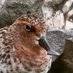 SHOREBIRDS IN JAPAN 日本のシギ・チドリ (@nobushorebird) Twitter profile photo SHOREBIRDS IN JAPAN 日本のシギ・チドリ (@nobushorebird) Twitter profile photo