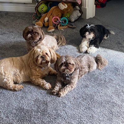 Hi we are the shihtzu crew! We live in 🇬🇧 and we love to share our fun and crazy times. We are ruby dooby , teddy bear, pepper Potts and Daisy may!