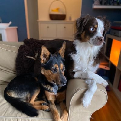 YYC 🇨🇦 Nutmeg (15/10/19 F rescue) 👑 Ziggy (10/11/20 M Aussie) 🪐 Just here for the snacks 🍔