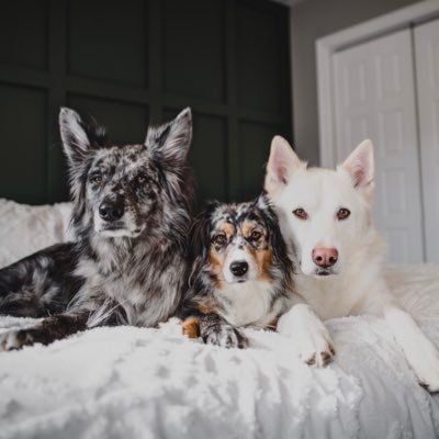 the b hive / 3 dogs exploring newfoundland, canada / 280k on Instagram