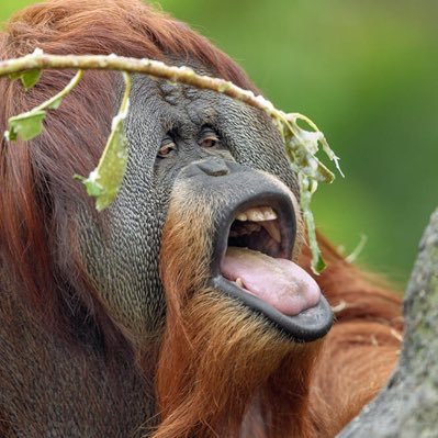 orange ape
