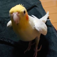 ミラクルじじぃ (@vanfqpeuciwk7to) Twitter profile photo