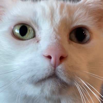 StokerStoke's profile picture. Just a cool crypto cat trying to make it in this life