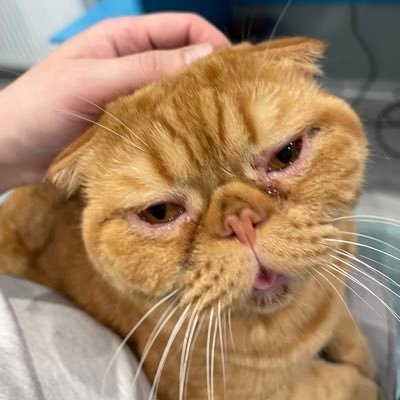 stas87134073's profile picture. маскаляку НА ГІЛЛЯКУ!!!  СЛАВА УКРАЇНІ🇺🇦!!!