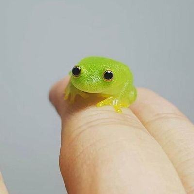 fpl_frog Profile Picture