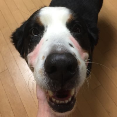 大型犬大好き、漫画大好き、昔はゲーム大好き🎮 そしてぐでたま超好き。永遠のhideファン。ボルゾイ、バーニーズ、ニューファンとボルゾイハーフに黒猫キジトラ🐈‍⬛無言フォロー＆フォロバ失礼します😌
こっそりInstagram→https://t.co/gzMvFhX20K