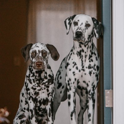 Photographing the adventures of our Dalmatian duo