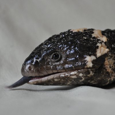 ReptileChickAU's profile picture.
