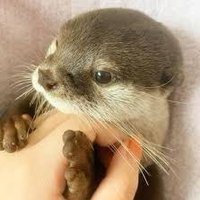 ゆーもあです 🐿サブアカウント (@yymm24) 's Twitter Profile