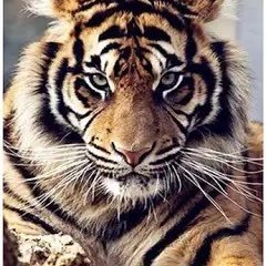 MizTigers2022 Profile Picture