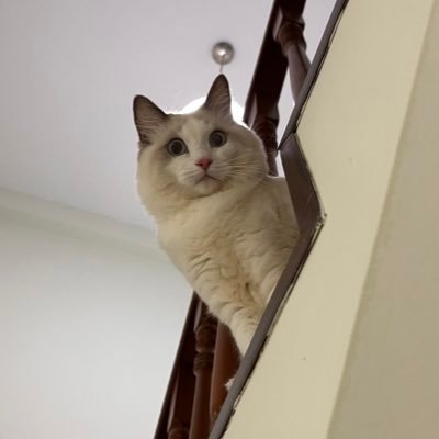 miso Profile