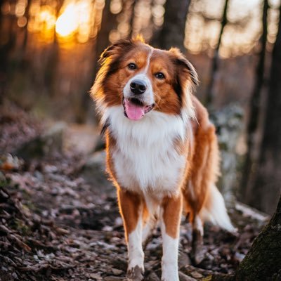 Mac: a 5-year-old English Shepherd, one dog mom, and occasionally a coonhound named Lilly. Catch us on a trail. | mac.on.trail on insta