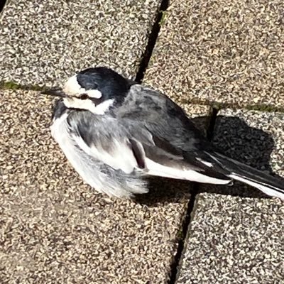 yoyorio_ne's profile picture. 初心者なのでお作法など分かっておりません
どうぞお手柔らかに