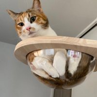 4匹の猫のママ (@30e9w9jthpqeyuv) 's Twitter Profile